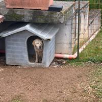 Labrador femmina 5 anni