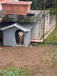 Labrador femmina 5 anni