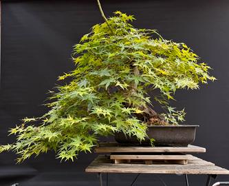 Bonsai acero palmato yamamomiji (VENDUTO)