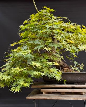 Bonsai acero palmato yamamomiji (VENDUTO)