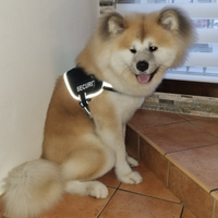 Akita inu maschio