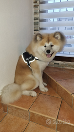 Akita inu maschio
