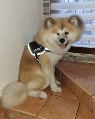 Akita inu maschio
