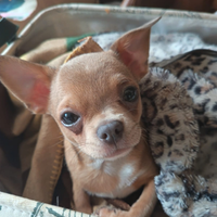 Chihuahua maschio colore crema