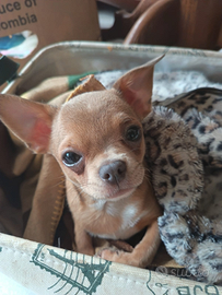 Chihuahua maschio colore crema