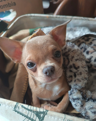 Chihuahua maschio colore crema