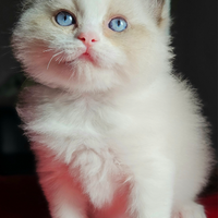 Stupende micine ragdoll pedigree Enfi