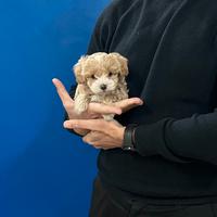 Maltipoo mini toy albicocca red barboncino maltes