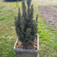 Pianta di pino, altezza 80 cm