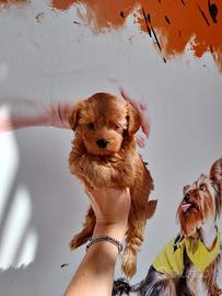 Barboncini toy maschio con genitori visibili