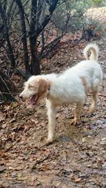 Cucciolone segugio istriano pelo forte