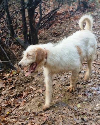 Cucciolone segugio istriano pelo forte