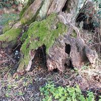 capannella x presepe con legno vero