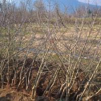 Piante di melo con rami anticipati