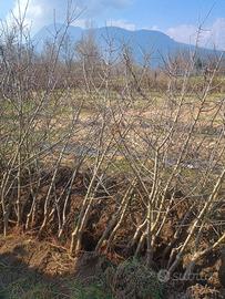 Piante di melo con rami anticipati