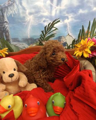 Cuccioli Toy Barboncini Colore RossoTaglia Piccola