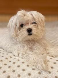 Maltese per accoppiamento