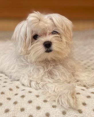 Maltese per accoppiamento