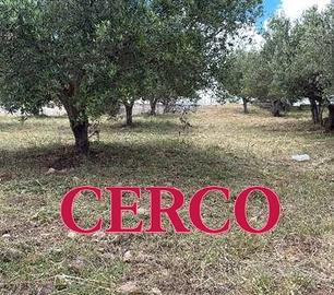 C.E.R.C.O Piccolo Terreno