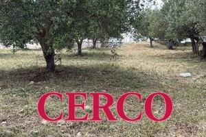 C.E.R.C.O Piccolo Terreno