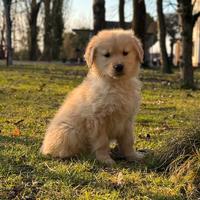 Cucciola Golden Retriever