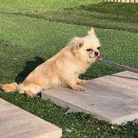 Maschio chihuahua pelo lungo Pedigree ENCI/FCI