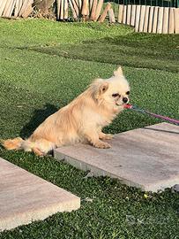 Maschio chihuahua pelo lungo Pedigree ENCI/FCI