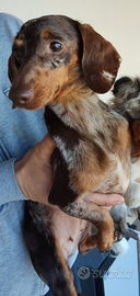 Bassotto kaninken Choco merle