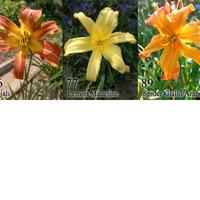 rizomi hemerocallis daylily, fiore simile giglio