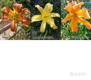 rizomi hemerocallis daylily, fiore simile giglio