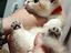 Immagine 1