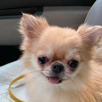 Disponibili meravigliosi cuccioli di chihuahua