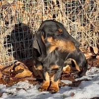 Cucciolo bassotto rimborso spese