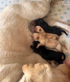 Cuccioli Labrador