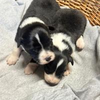 Cuccioli di border collie