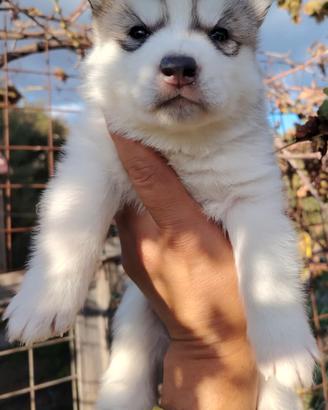 Siberian Husky cuccioli con pedigree