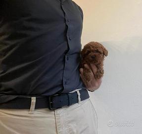 Barboncini mini mini toy red disponibili subito