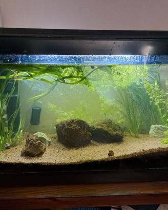 Acquario 60 litri completo di accessori
