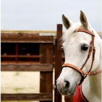 Testiera Bitless Elegance