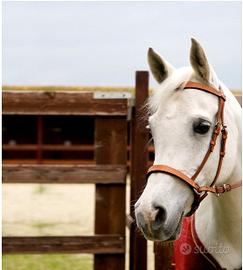 Testiera Bitless Elegance