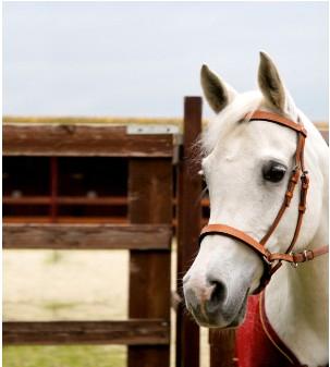 Testiera Bitless Elegance