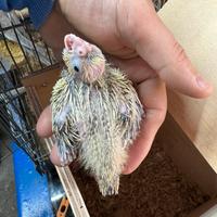 Calopsite da imbecco