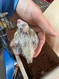 Calopsite da imbecco