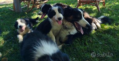Cuccioli border collie