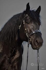 Mezza fida percheron