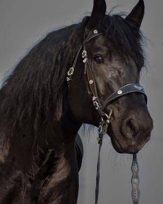 Mezza fida percheron