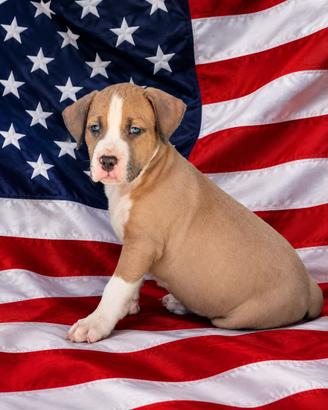Cuccioli Pitbull
