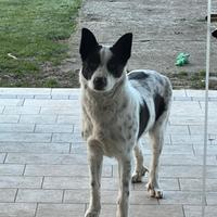 Cane pastore biellese