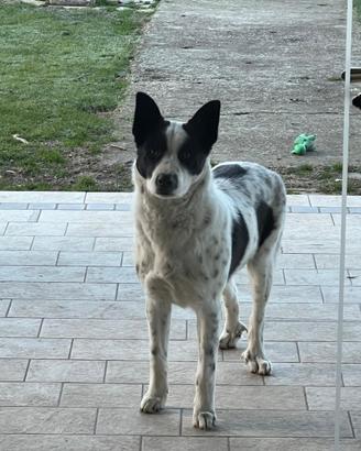 Cane pastore biellese