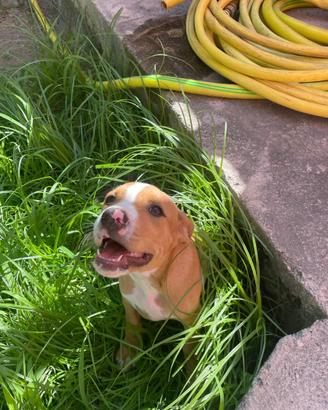 Cuccioli di 2 mesi mix Amstaff